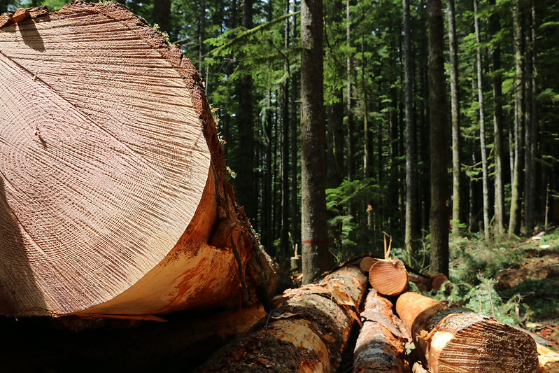 New Federal Logging Plan Could Decimate Oregon’s Old Growth Forests