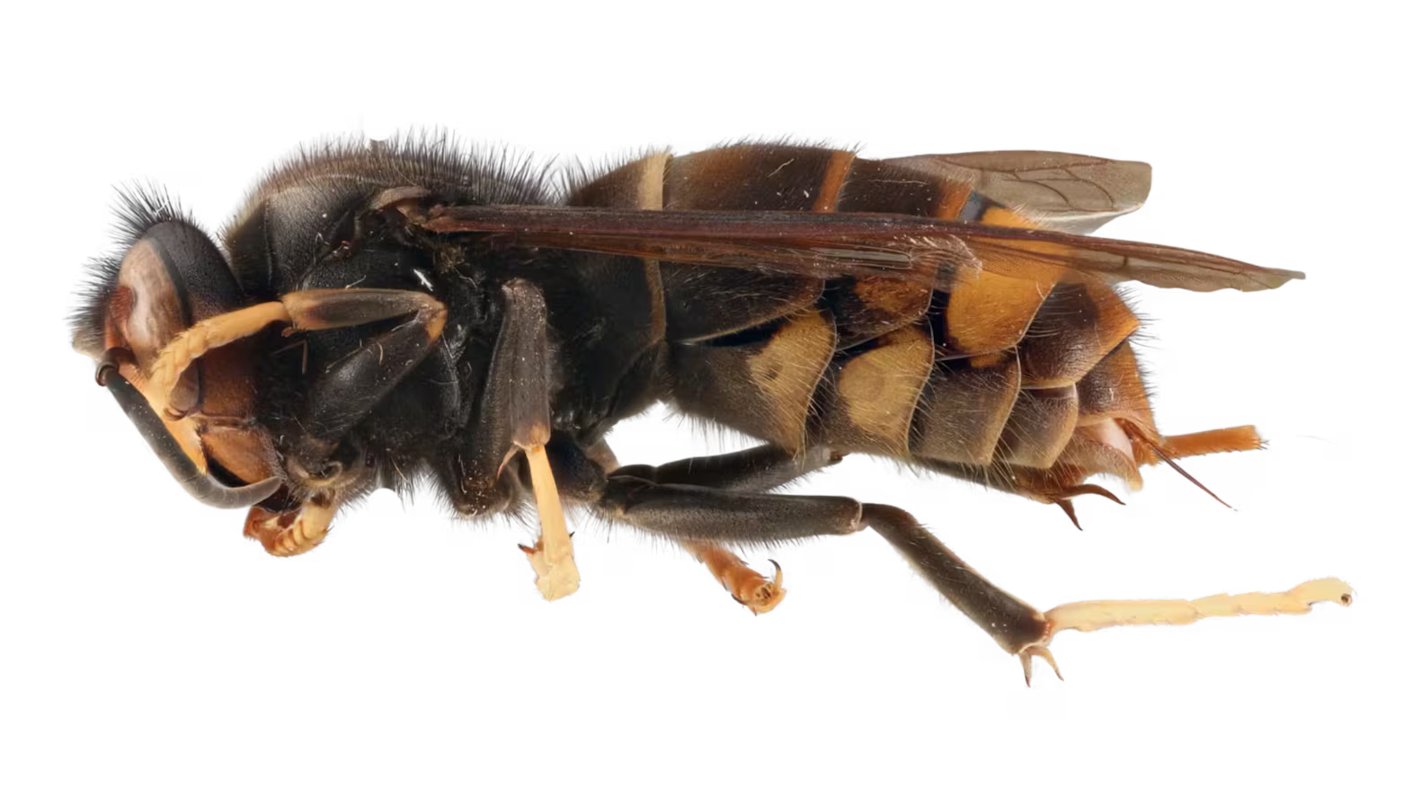 Good Morning, News: Watch Out for Yellow-Legged Hornets, Lawsuit Calls Out Trump's Tacky Reflecting Pool Plans, and We're All Conspiracy Theorists Now - Portland Mercury