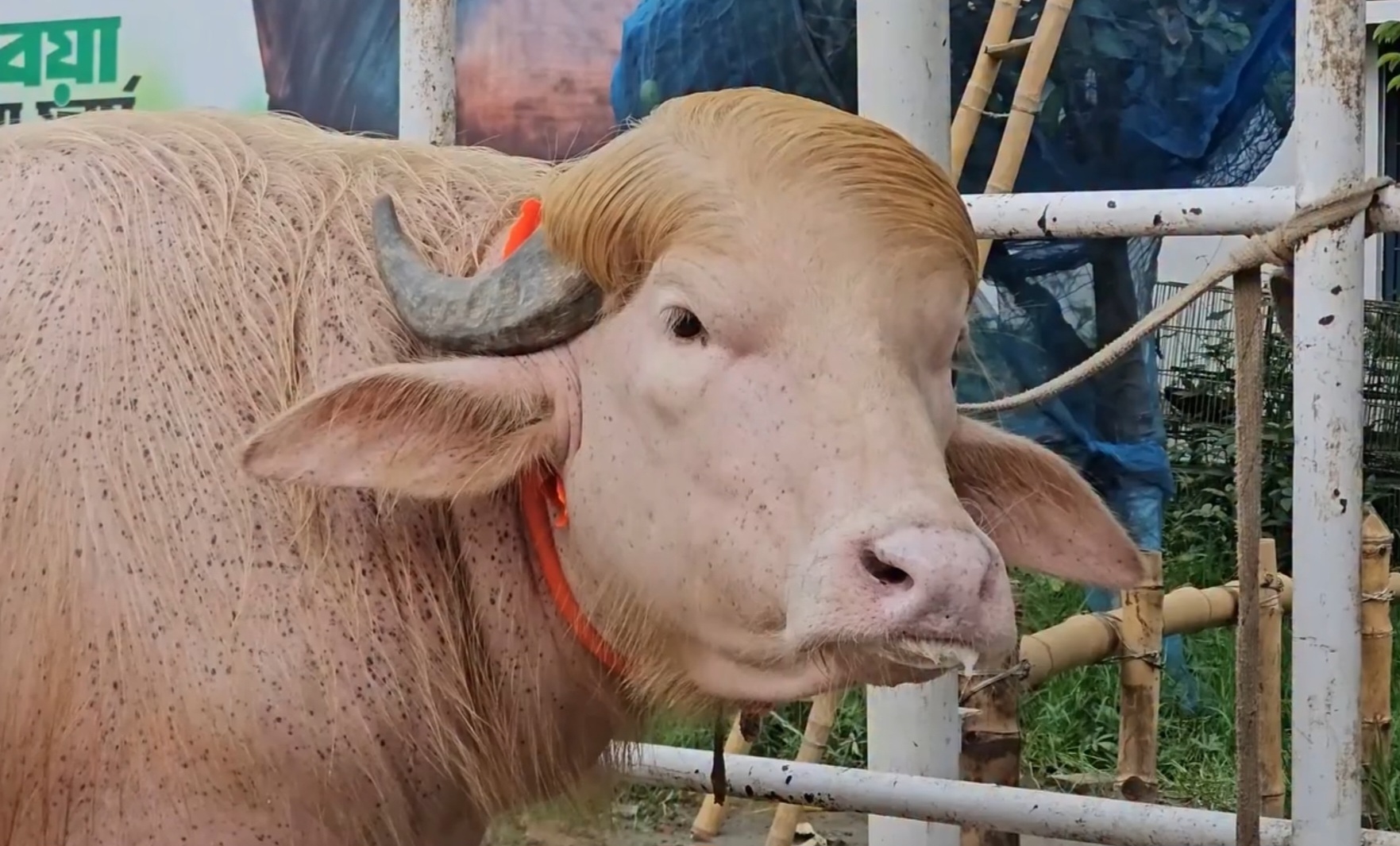 Good Morning, News: Oaks Park Invites Names for New Ride, Donald Trump Buffalo Looks Like More Beautiful Version of US President