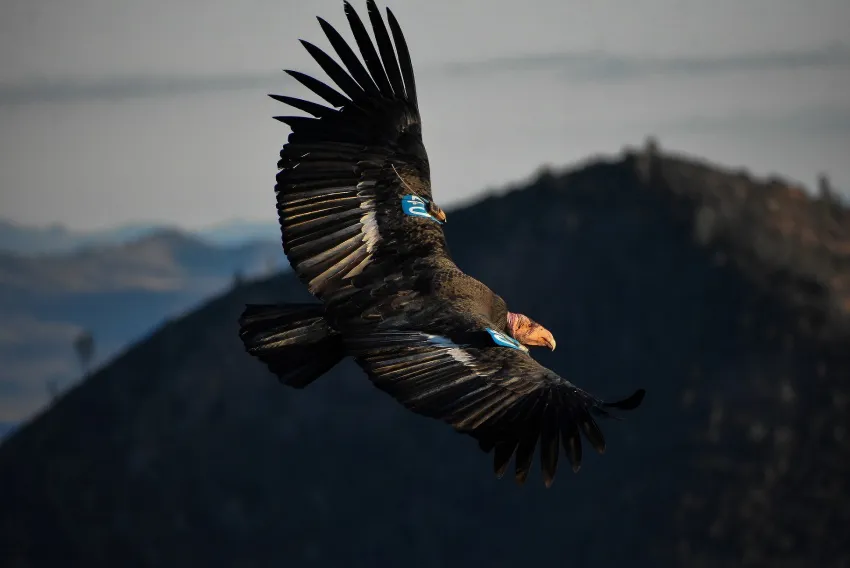 Good Morning, News: Supreme Court OK's Racist Gerrymandering, Early Results in California Governor's Race, and Lots of Local Bird News