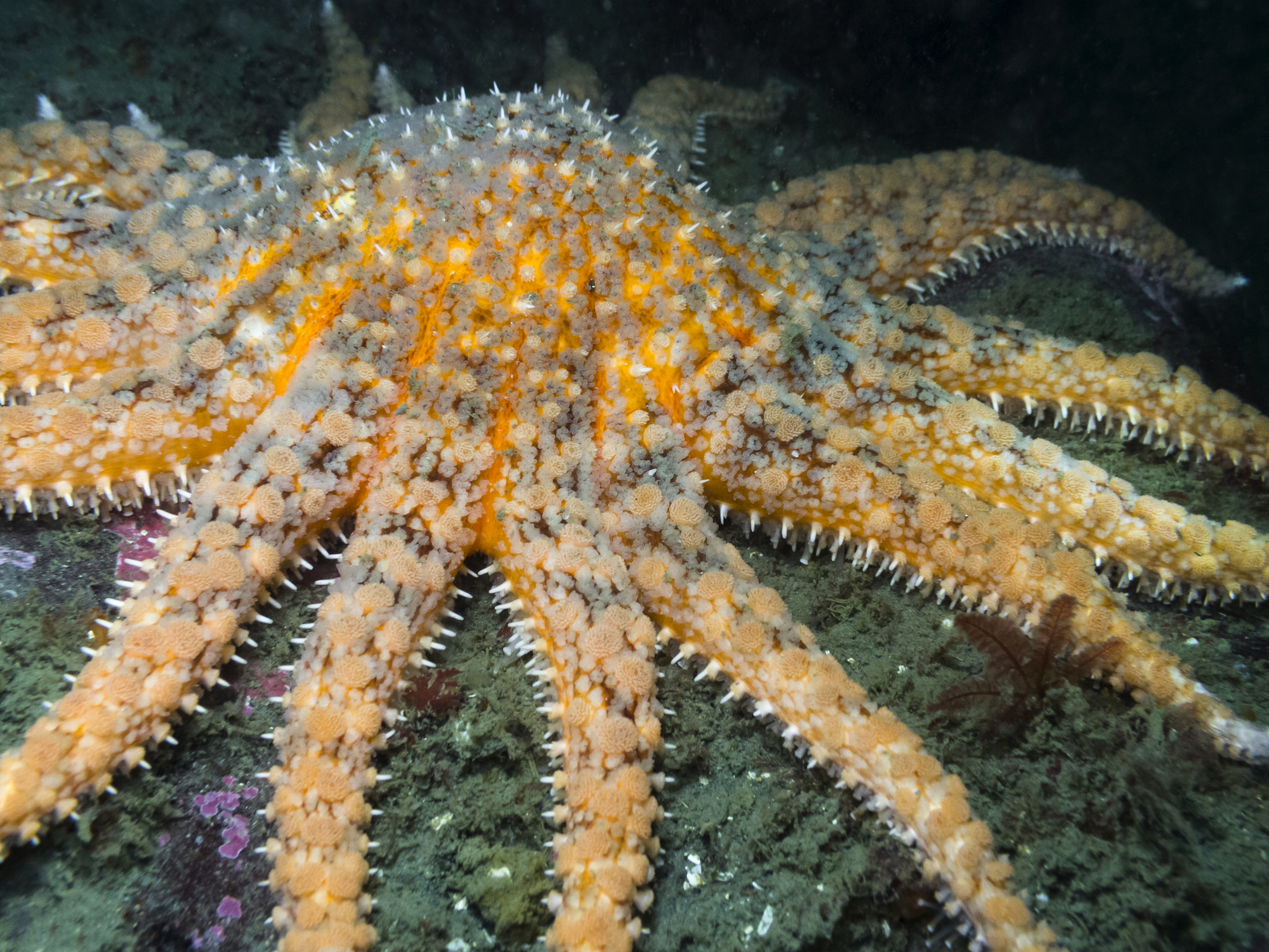 Good Morning, News: Canadian Tariffs Paused, the Fight to Save Sunflower Stars From Extinction, and Multnomah County's Fight Against Oil and Gas Companies Continues in Court