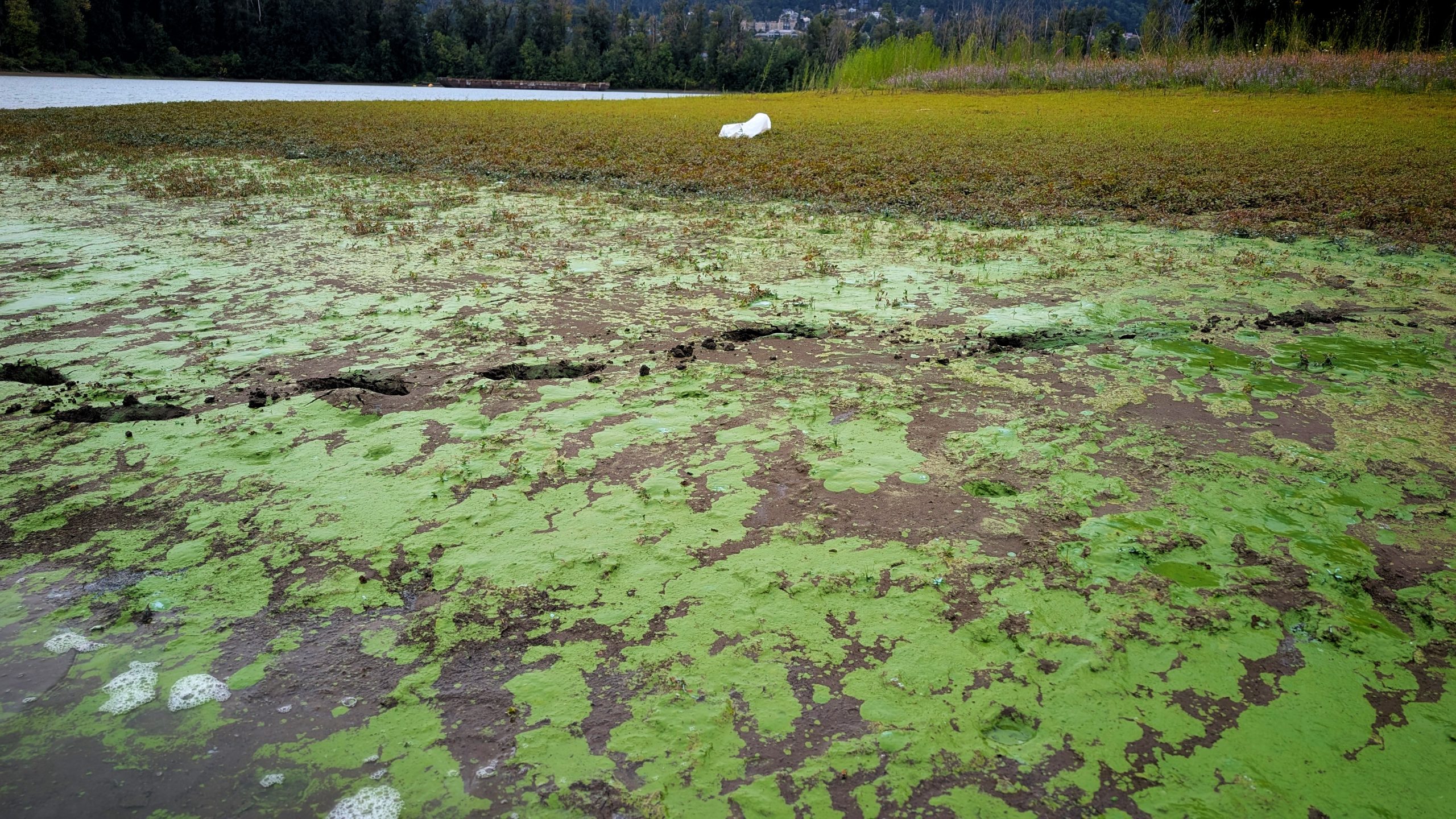 “Worse Than Anything We've Ever Seen”: Toxic Algae in Ross Island Lagoon Troubles Scientists
