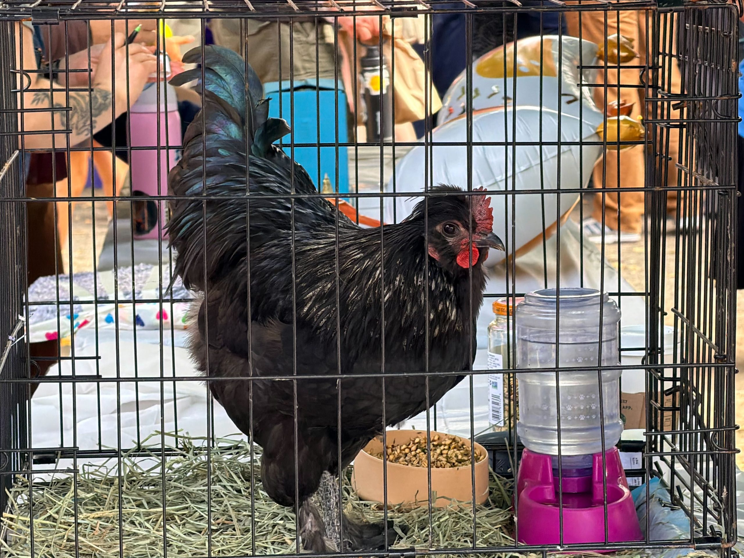 How a Chicken Beauty Contest Ended Up Meaning Something