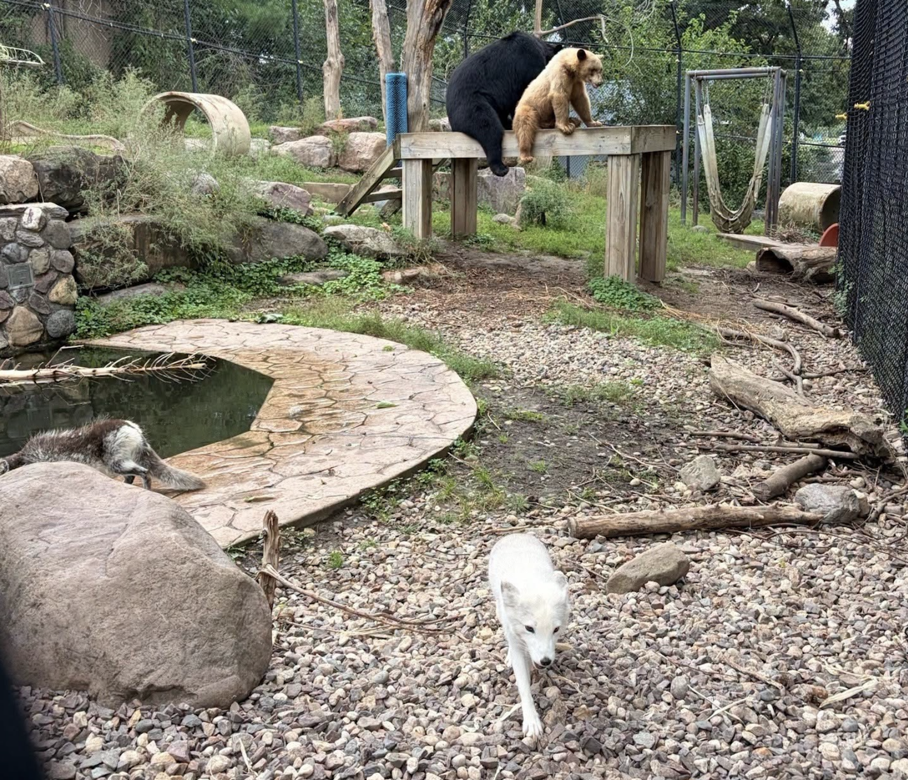Good Morning, News: Americans Are Divided on Empathy, Oregonians Dislike Tom Dundon, and an Update on Arctic Fox Luna